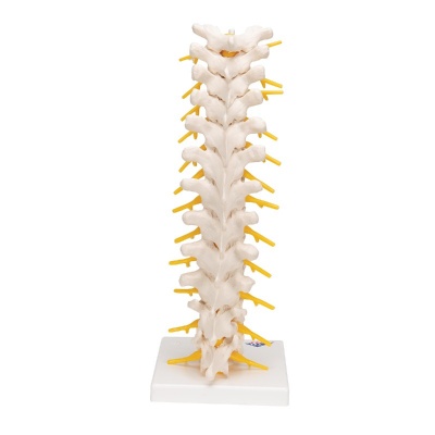 3B Scientific Thoracic Spine Model